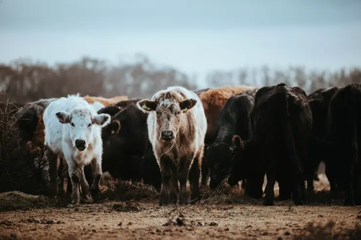 Image of cows